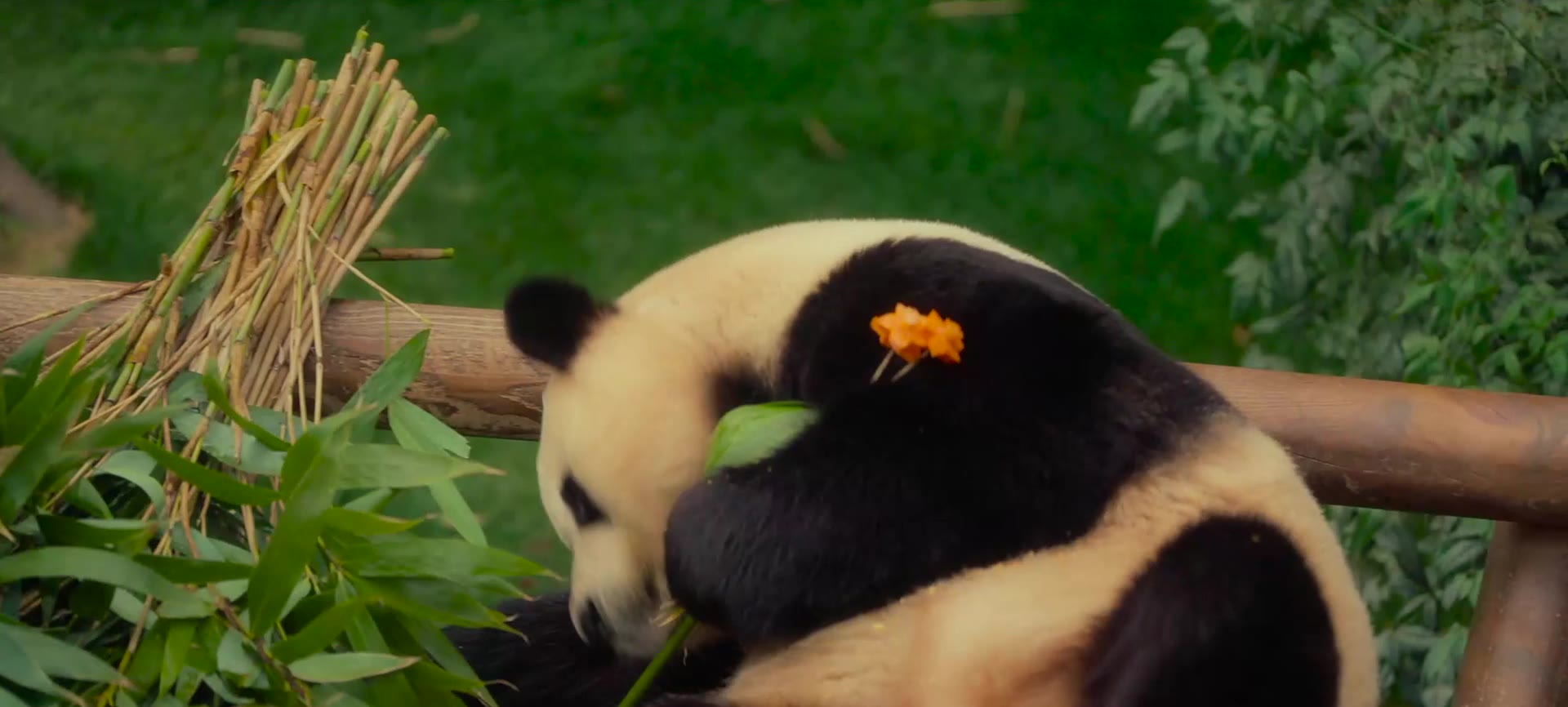Fu Bao